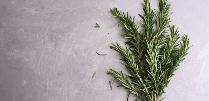 Rosemary